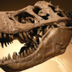 Illustration for article titled emTyrannosaurus rex/em was much, much bigger than we thought